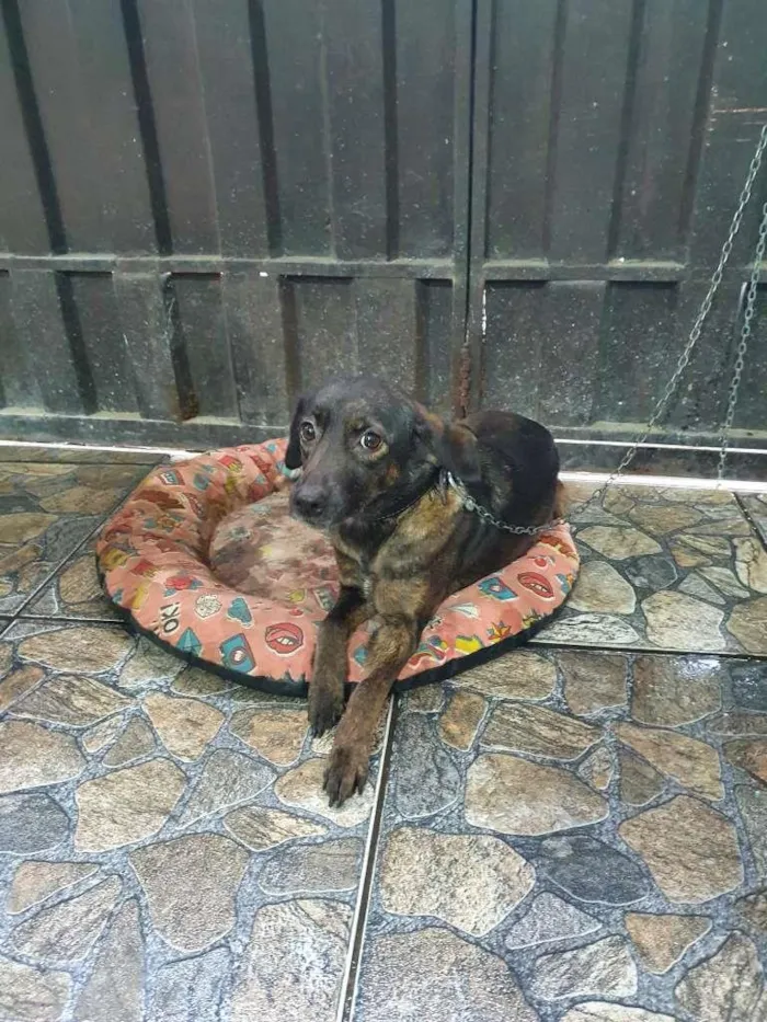 Cachorro raça SRD-ViraLata idade 3 anos nome Luna