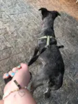 Sophia