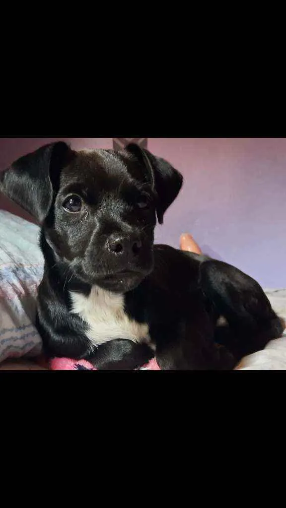 Cachorro raça vira lata idade 2 a 6 meses nome Pretinho 