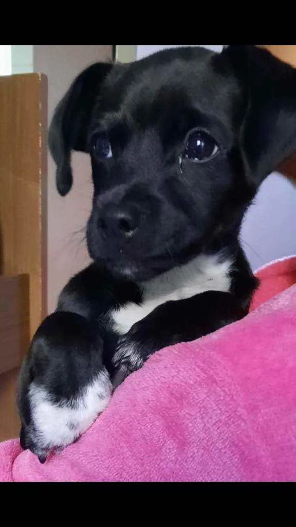 Cachorro raça vira lata idade 2 a 6 meses nome Pretinho 
