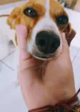 Mel