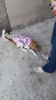 Mel