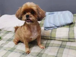 Cachorro raça Shitzu idade 5 anos nome Luna