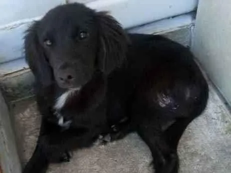 Cachorro ra a Sem raça definida idade 7 a 11 meses nome Pretinho e Doroti