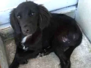 Cachorro raça Sem raça definida idade 7 a 11 meses nome Pretinho e Doroti