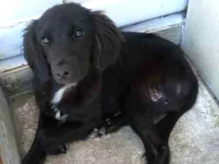 Cachorro ra a Sem raça definida idade 7 a 11 meses nome Pretinho e Doroti