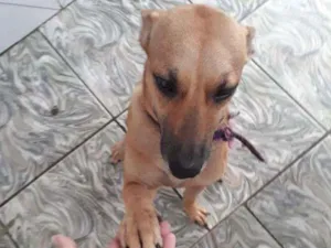 Cachorro raça  idade 3 anos nome CaramelA