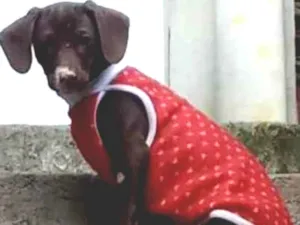 Cachorro raça SRD  idade 2 a 6 meses nome Sem Nome