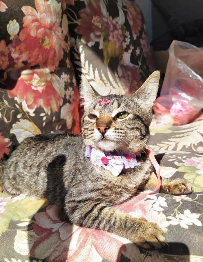 Gato ra a Srd idade 2 a 6 meses nome Nina 