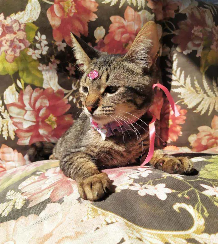 Gato ra a Srd idade 2 a 6 meses nome Nina 