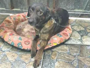 Cachorro raça SRD-ViraLata idade 3 anos nome Luna