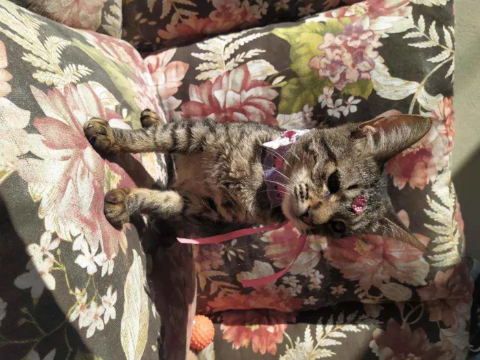 Gato ra a Srd idade 2 a 6 meses nome Nina 