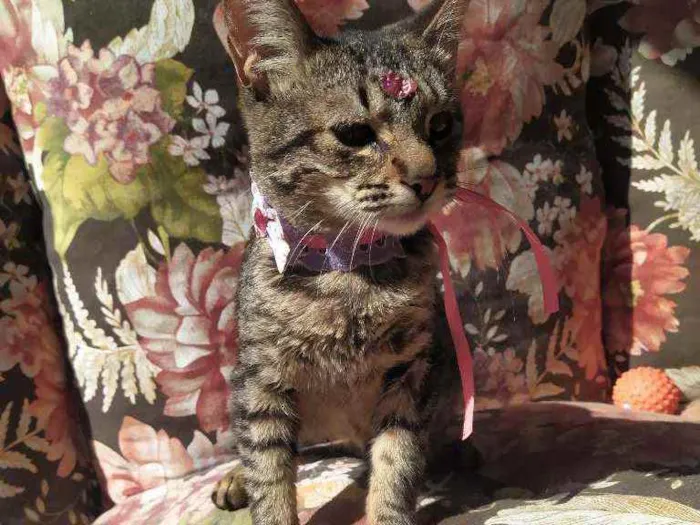 Gato ra a Srd idade 2 a 6 meses nome Nina 