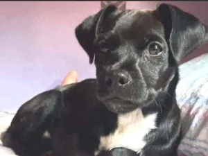 Cachorro raça vira lata idade 2 a 6 meses nome Pretinho 