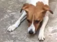 Mel