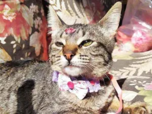 Gato raça Srd idade 2 a 6 meses nome Nina 