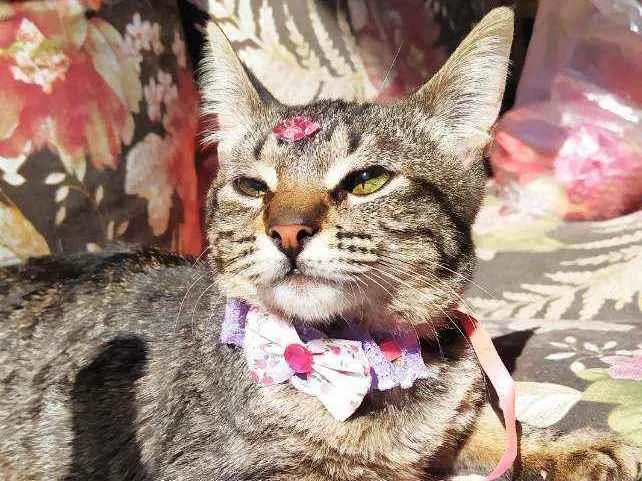 Gato ra a Srd idade 2 a 6 meses nome Nina 