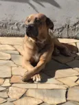 Scooby
