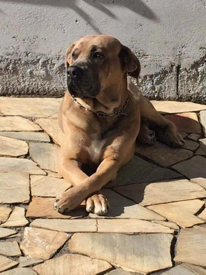 Cachorro raça Cane Corso com Fila idade 5 anos nome Scooby