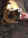Scooby