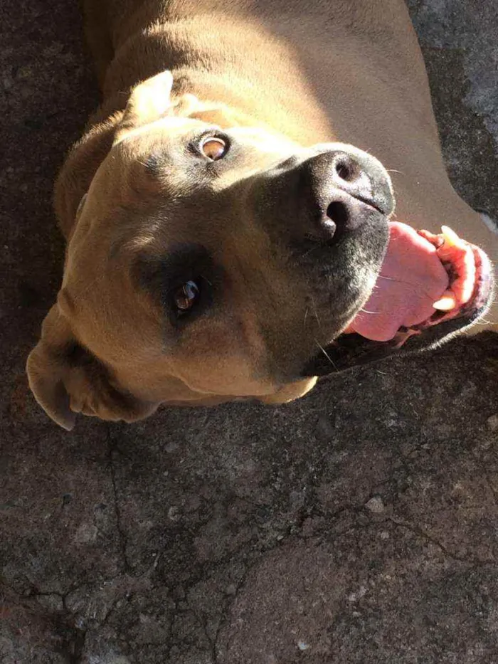 Cachorro raça Cane Corso com Fila idade 5 anos nome Scooby
