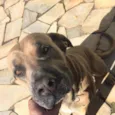 Scooby