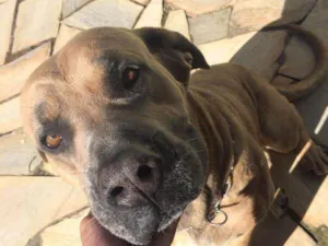 Cachorro raça Cane Corso com Fila idade 5 anos nome Scooby