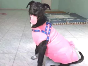 Cachorro raça Srd idade 2 a 6 meses nome Lindinha