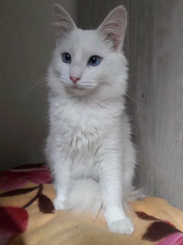 Gato raça SRD-ViraLata idade 2 a 6 meses nome MARIE