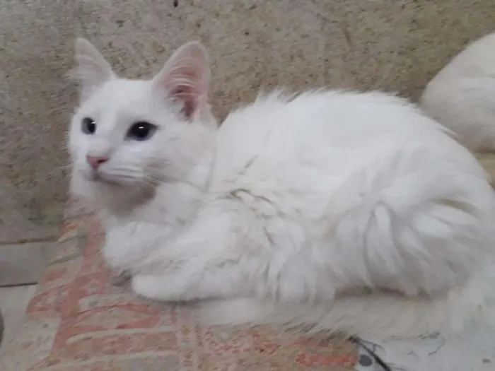 Gato raça SRD-ViraLata idade 2 a 6 meses nome MARIE