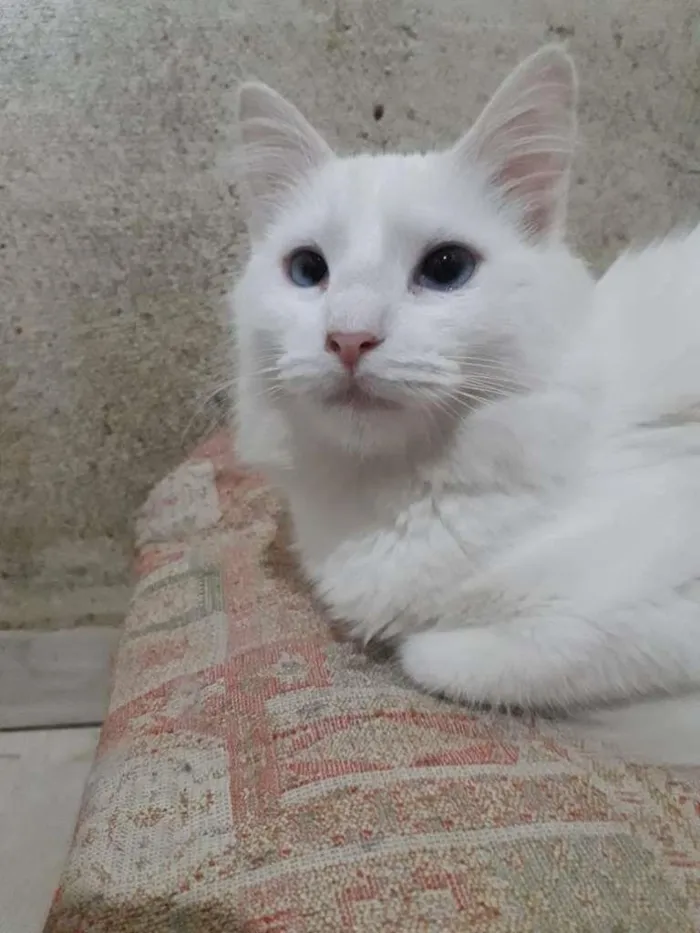 Gato raça SRD-ViraLata idade 2 a 6 meses nome MARIE