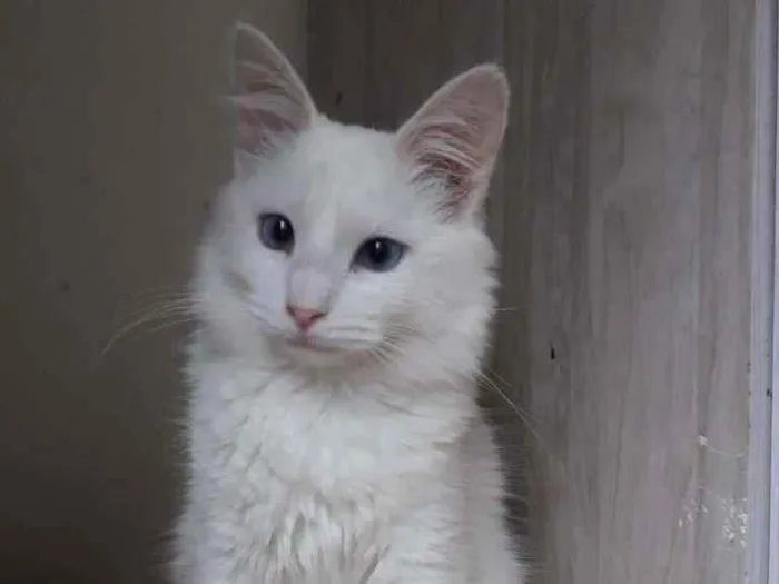 Gato raça SRD-ViraLata idade 2 a 6 meses nome MARIE