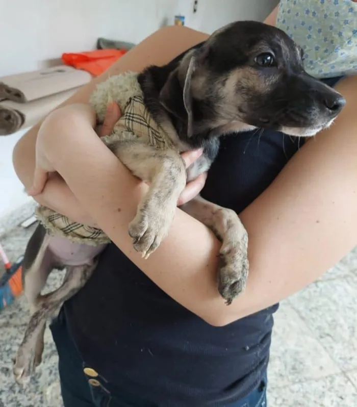 Cachorro raça SRD idade 2 a 6 meses nome VALENTINA