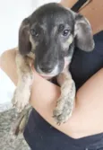 Cachorro raça SRD idade 2 a 6 meses nome VALENTINA