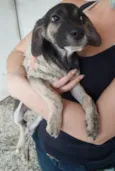 Cachorro raça SRD idade 2 a 6 meses nome VALENTINA