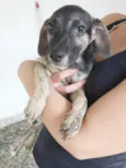 Cachorro raça SRD idade 2 a 6 meses nome VALENTINA