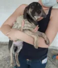 Cachorro raça SRD idade 2 a 6 meses nome VALENTINA