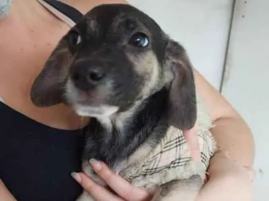 Cachorro raça SRD idade 2 a 6 meses nome VALENTINA