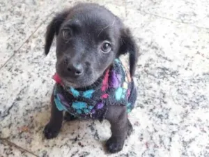 Cachorro raça SRD-ViraLata idade 2 a 6 meses nome GIGI