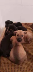 6 filhotes p/ doação