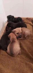 6 filhotes p/ doação