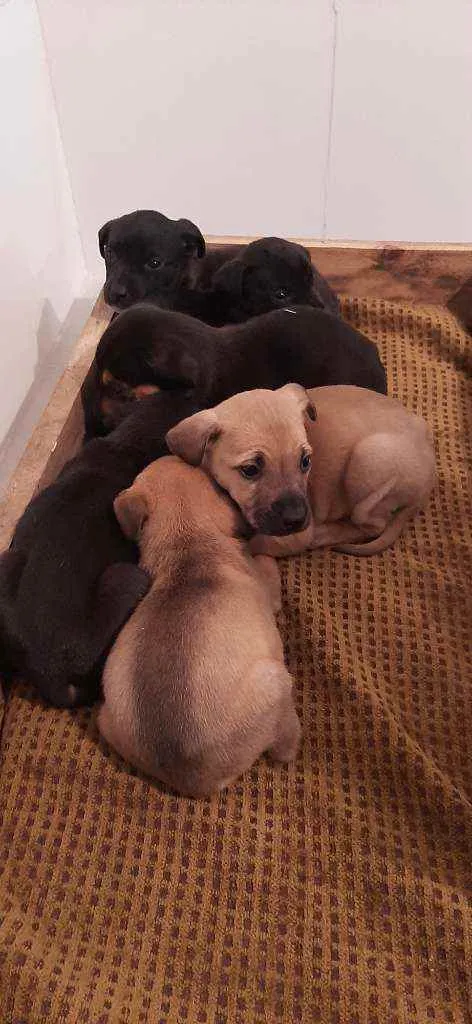 Cachorro raça SRD idade Abaixo de 2 meses nome 6 filhotes p/ doação
