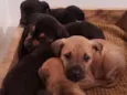 6 filhotes p/ doação