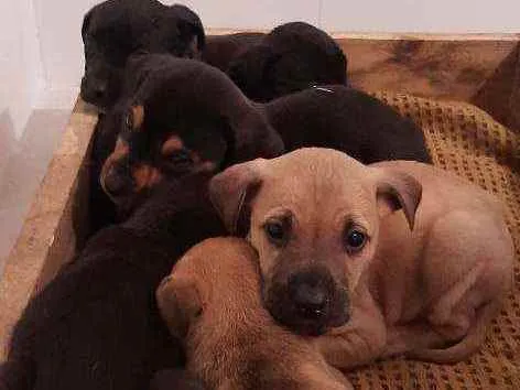 Cachorro raça SRD idade Abaixo de 2 meses nome 6 filhotes p/ doação