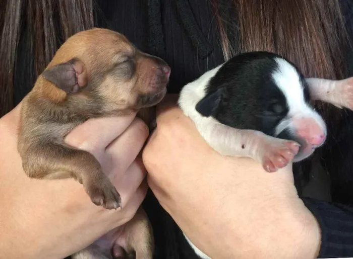 Cachorro raça Misturado : yorkshire com srd  idade Abaixo de 2 meses nome Sem nome 