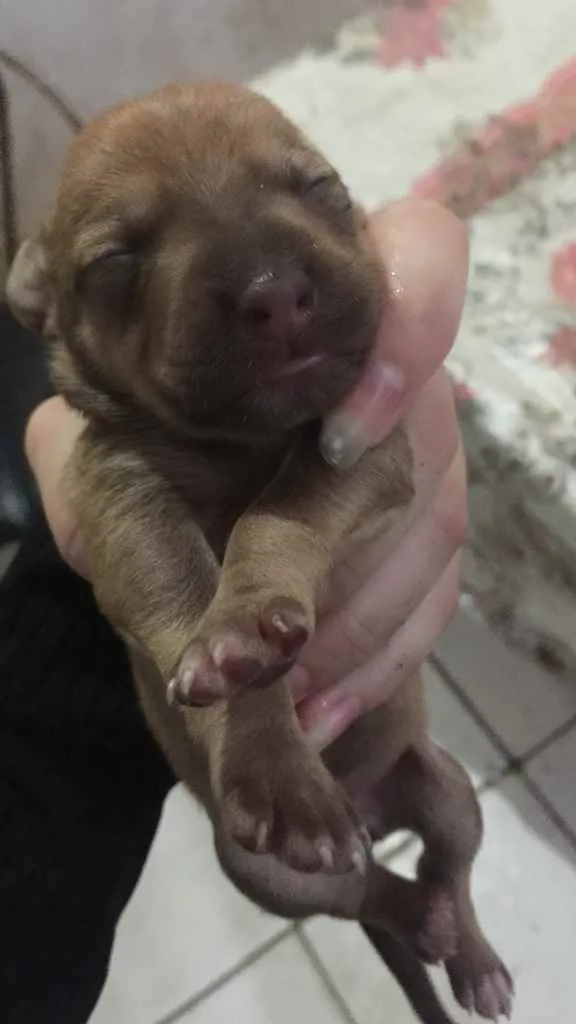 Cachorro raça Misturado : yorkshire com srd  idade Abaixo de 2 meses nome Sem nome 