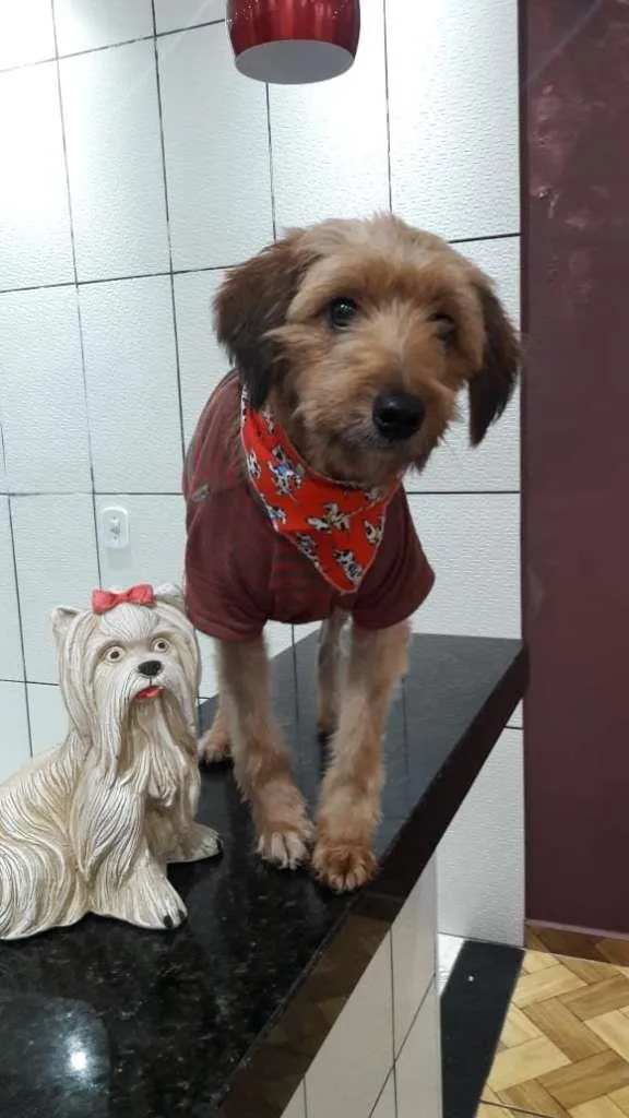 Cachorro ra a SRD-ViraLata idade 1 ano nome KAIQUE