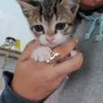 Menina