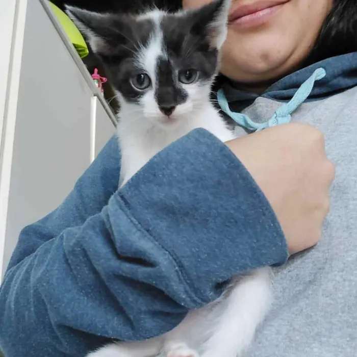 Gato ra a Indefinida idade Abaixo de 2 meses nome Menina