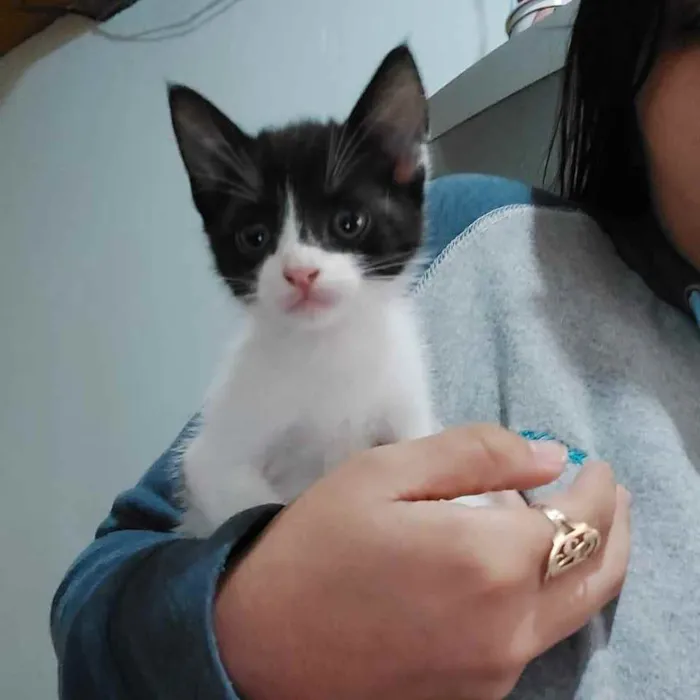 Gato ra a Indefinida idade Abaixo de 2 meses nome Menina